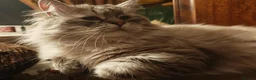 Siberian cats for sale: Pure Siberian GCCF+TICA - Advert 3