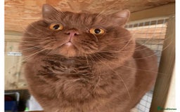 British Shorthair cats for sale: Black smoke british shorthair and 1 blue longhair - Advert 3