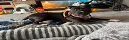 Mixed Breed dogs for sale: 1 year old female staffy cross  in Thirsk - Advert 3