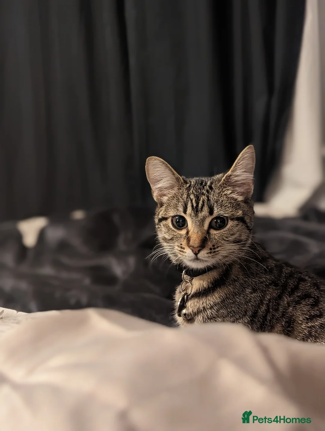 Mixed Breed cats for sale: New home needed - Advert 6