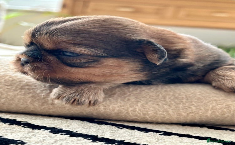 Shih Tzu dogs - Advert 1