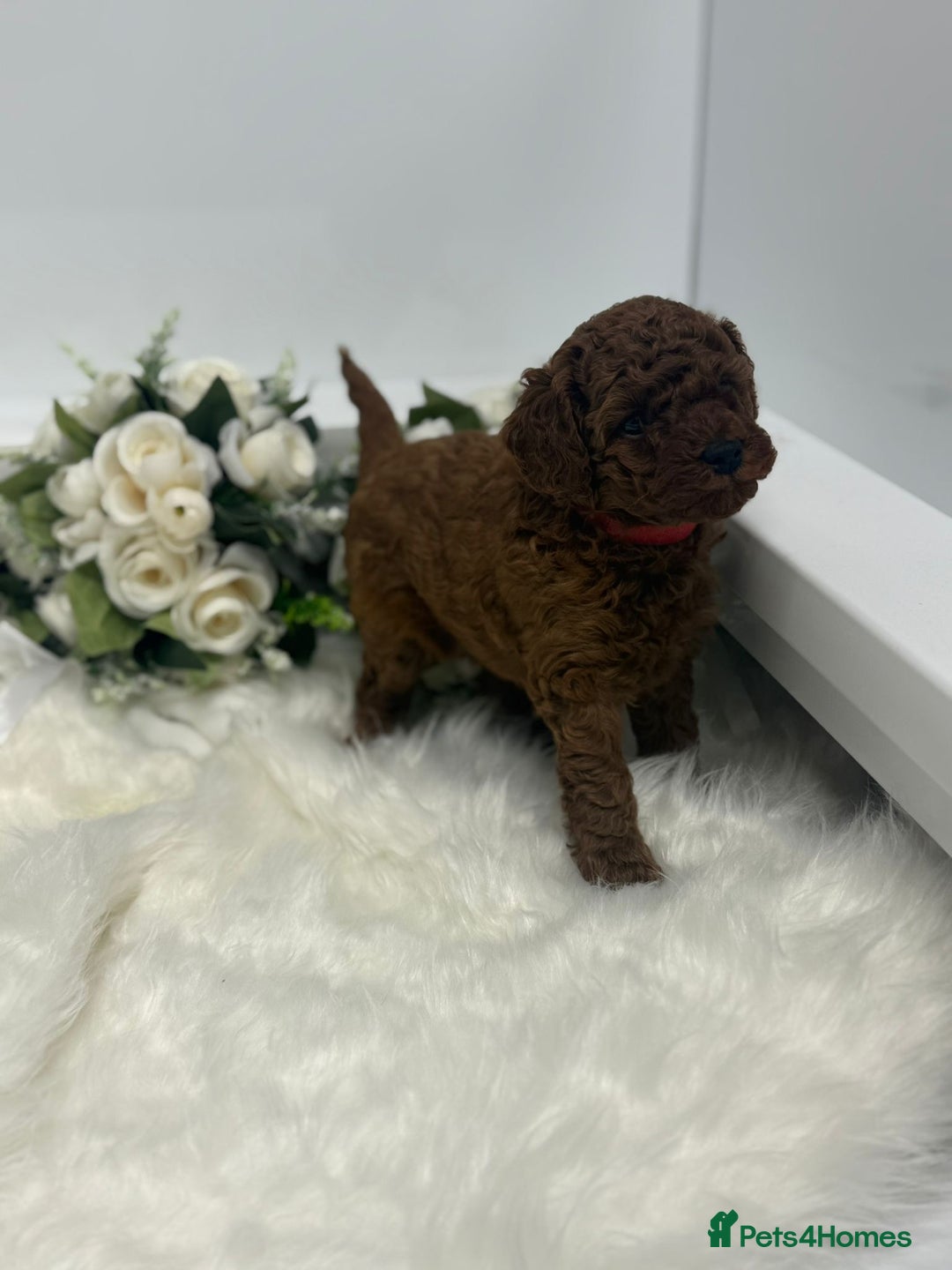 Toy Poodle dogs for sale: Toy poodle puppies  - Advert 3