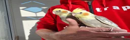 Cockatiels birds for sale: super silly hand tamed baby cockatiel - Advert 3