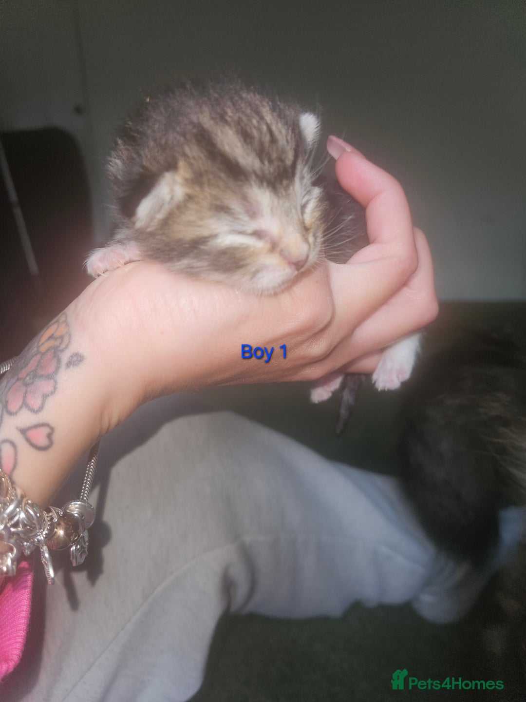 Maine Coon cats for sale: Maine Coon mix kittens - Image 1