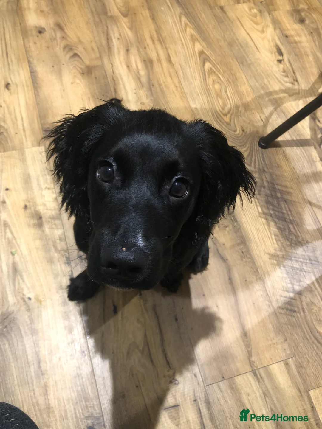 Sprocker dogs for sale: 1 Year old Sprocker Spaniel for adoption - Advert 4
