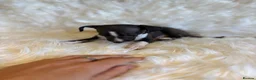 Italian Greyhound dogs for sale: ✨ KC Registered Italian Greyhound puppies ✨ - Advert 6