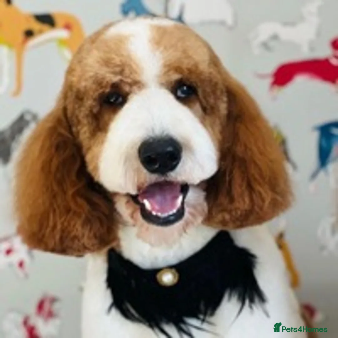 Goldendoodle dogs for stud: Red & White Parti Fully HealthTested Goldendoodle - Advert 8