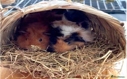 Guinea Pig rodents for sale: FREE - Two 8 month male guinea pigs - Image 1