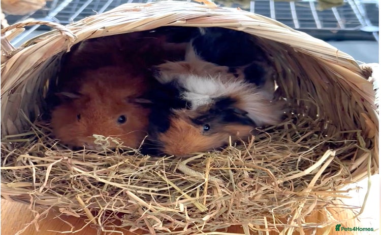Guinea Pig rodents - Advert 1