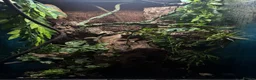 Gecko reptiles for sale: Crested Gecko with set up  - Advert 2