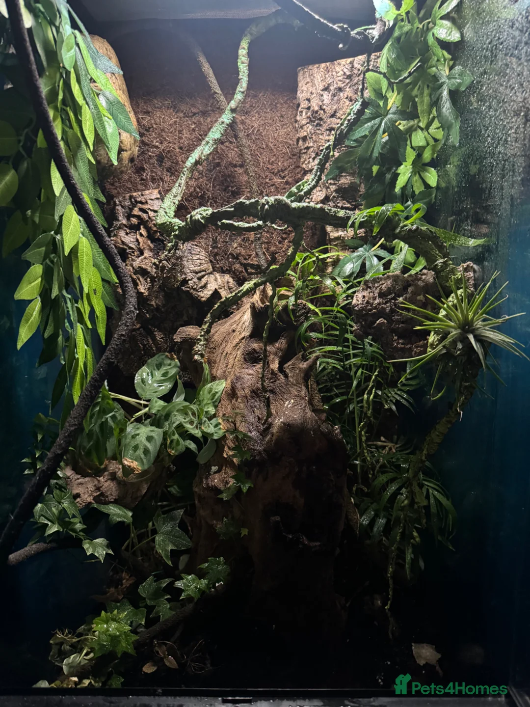 Gecko reptiles for sale: Crested Gecko with set up  - Advert 2