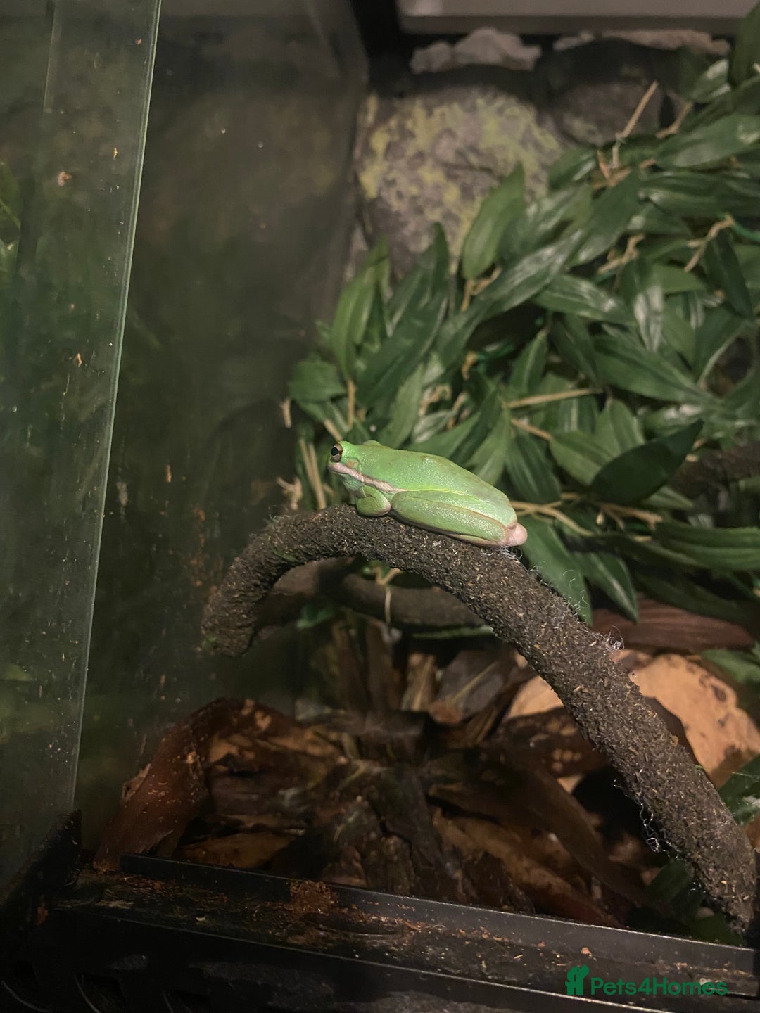 Mixed Breed reptiles for sale: Reptile, invert and amphibian rescue service.  - Image 10