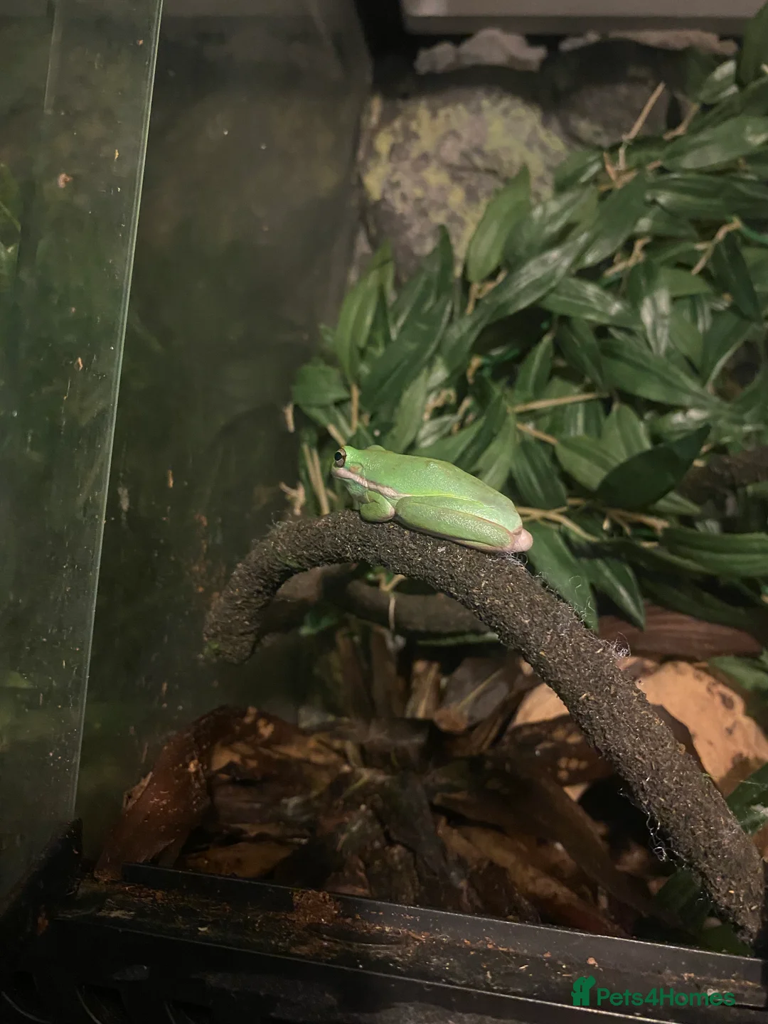 Mixed Breed reptiles for sale: Reptile, invert and amphibian rescue service.  - Advert 10