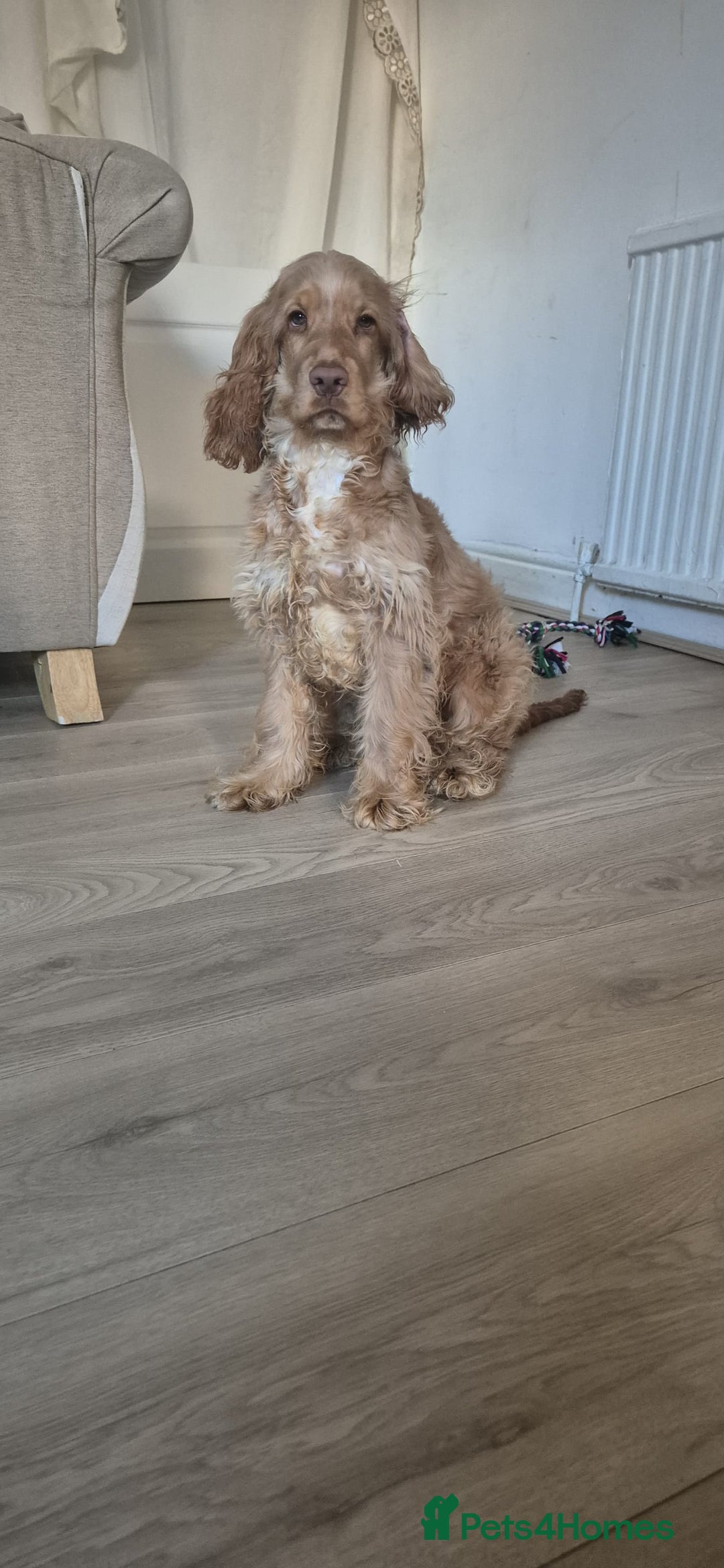 Cocker Spaniel dogs for sale: English cocker spaniel - Advert 4