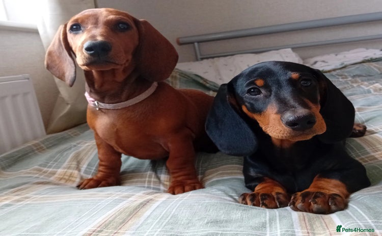 Dachshund dogs - Advert 3