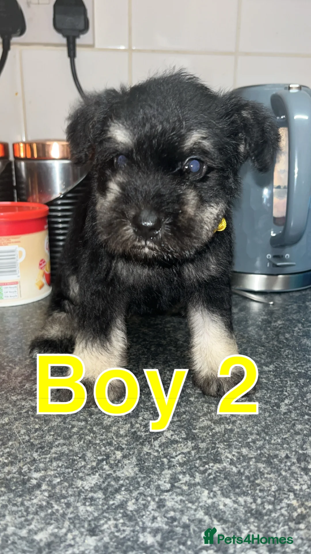 Miniature Schnauzer dogs for sale: Miniature Schnauzer Puppies - Advert 1