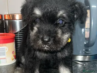 Miniature Schnauzer dogs Miniature Schnauzer Puppies - Advert 2