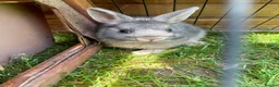 Mixed Breed rabbits for sale: Various breeds of rabbits - Advert 1