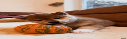 Japanese Shiba Inu dogs for sale: Kennel club registered Shiba Inu puppies  - Advert 8