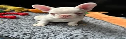 French Bulldog dogs for sale: French Bulldog Puppies KC registered  - Advert 2
