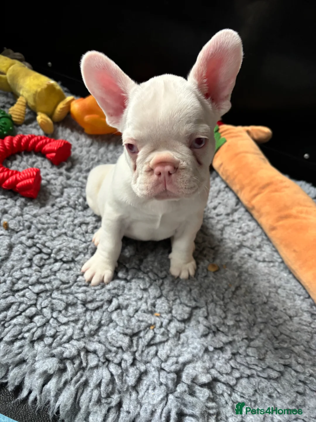 French Bulldog dogs for sale: French Bulldog Puppies KC registered  - Advert 2