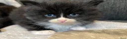 Mixed Breed cats for sale: Gorgeous British Shorthair Mix Kittens  - Advert 4