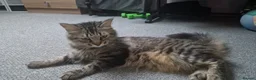 Siberian cats for sale: Siberian Mix Cat - Advert 4