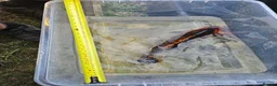 Koi Carp fish for sale: Mix of koi carp/sturgeon and tench for sale in Leeds - Advert 12
