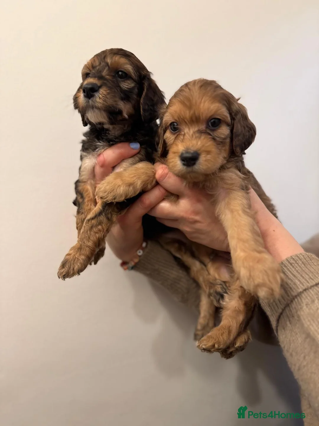 Irish Doodle dogs for sale: Irish Doodles (Mini)  - Advert 8