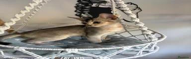 Abyssinian Kitten 5