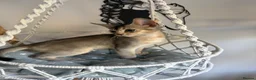 Abyssinian cats for sale: Beautiful abyssinian kittens - Advert 19