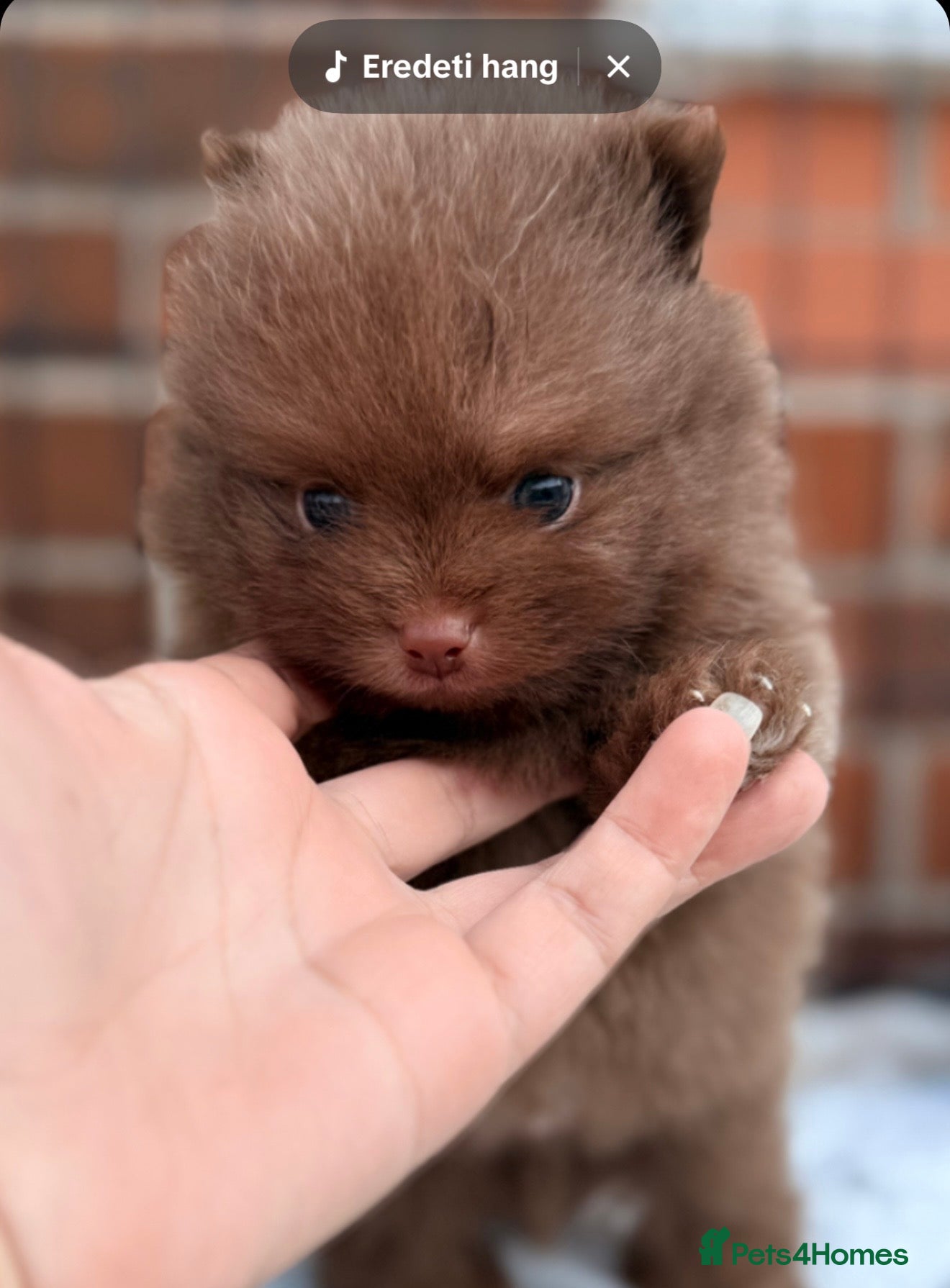 Pomeranian dogs 👑Elite 👑 Rare Colour Teddy Bear Pomeranians   👑 - Advert 6