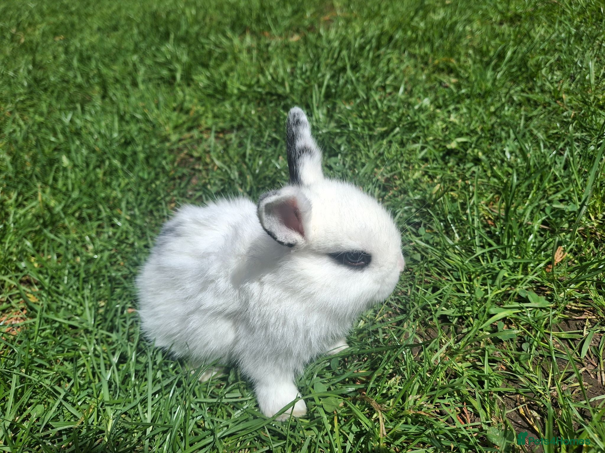Dwarf Lop rabbits Dwarf Lop Baby Rabits - Advert 1