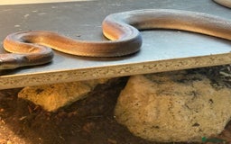 Python Snake reptiles for sale: 1.1 olive pythons  - Image 2