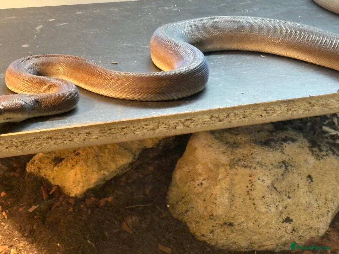 Python Snake reptiles for sale: 1.1 olive pythons  - Image 2