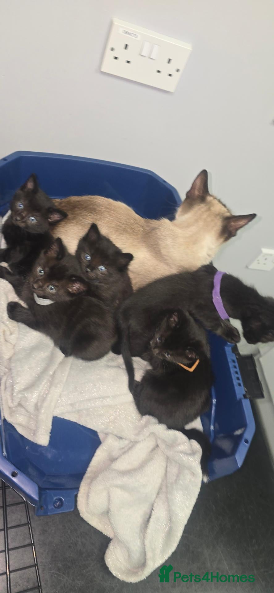 Siamese cats for sale: 1 remining Siamese X British Shorthair kittens - Advert 1