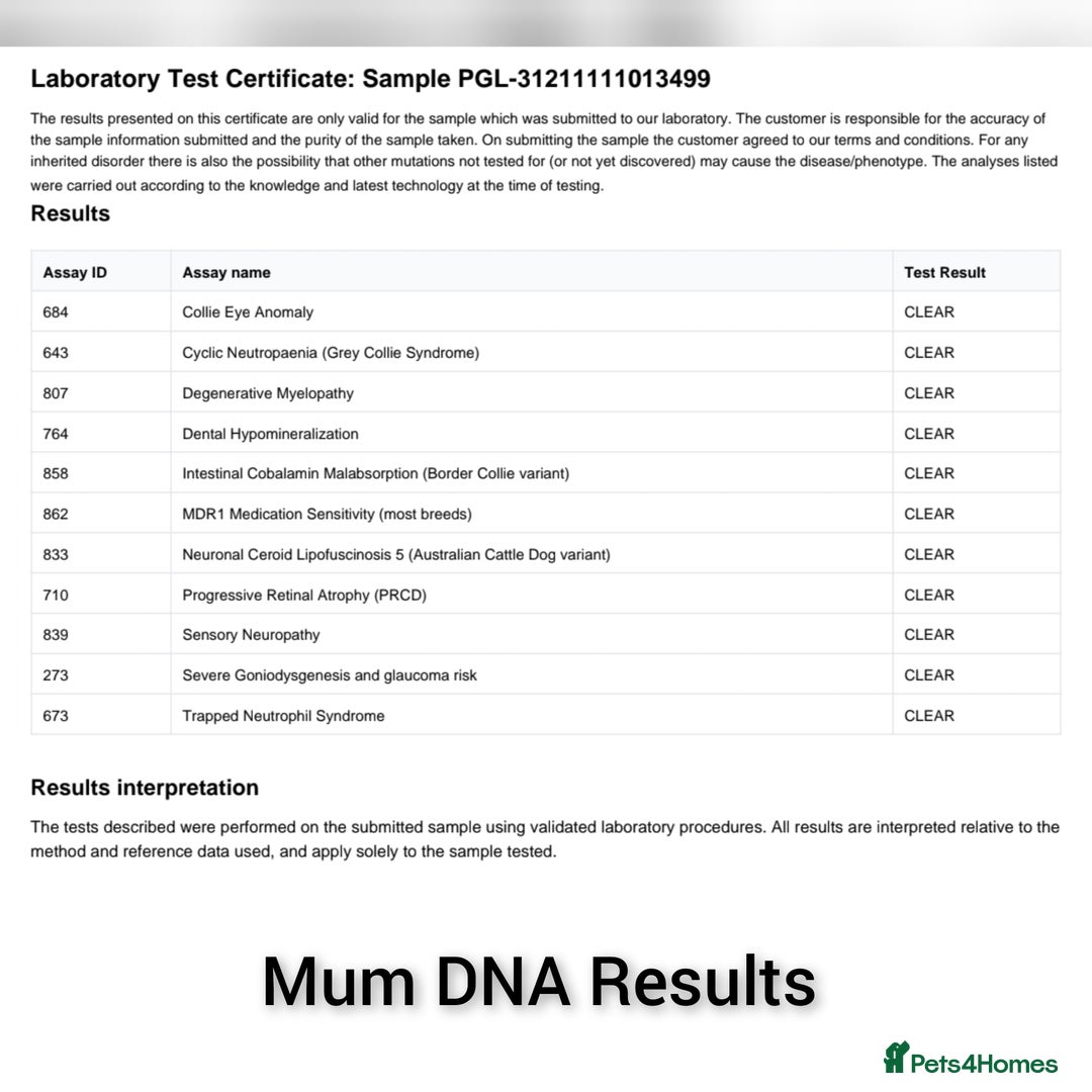 Border Collie dogs for sale: Red + Red Merle Border Collie Puppies DNA CLEAR - Advert 4