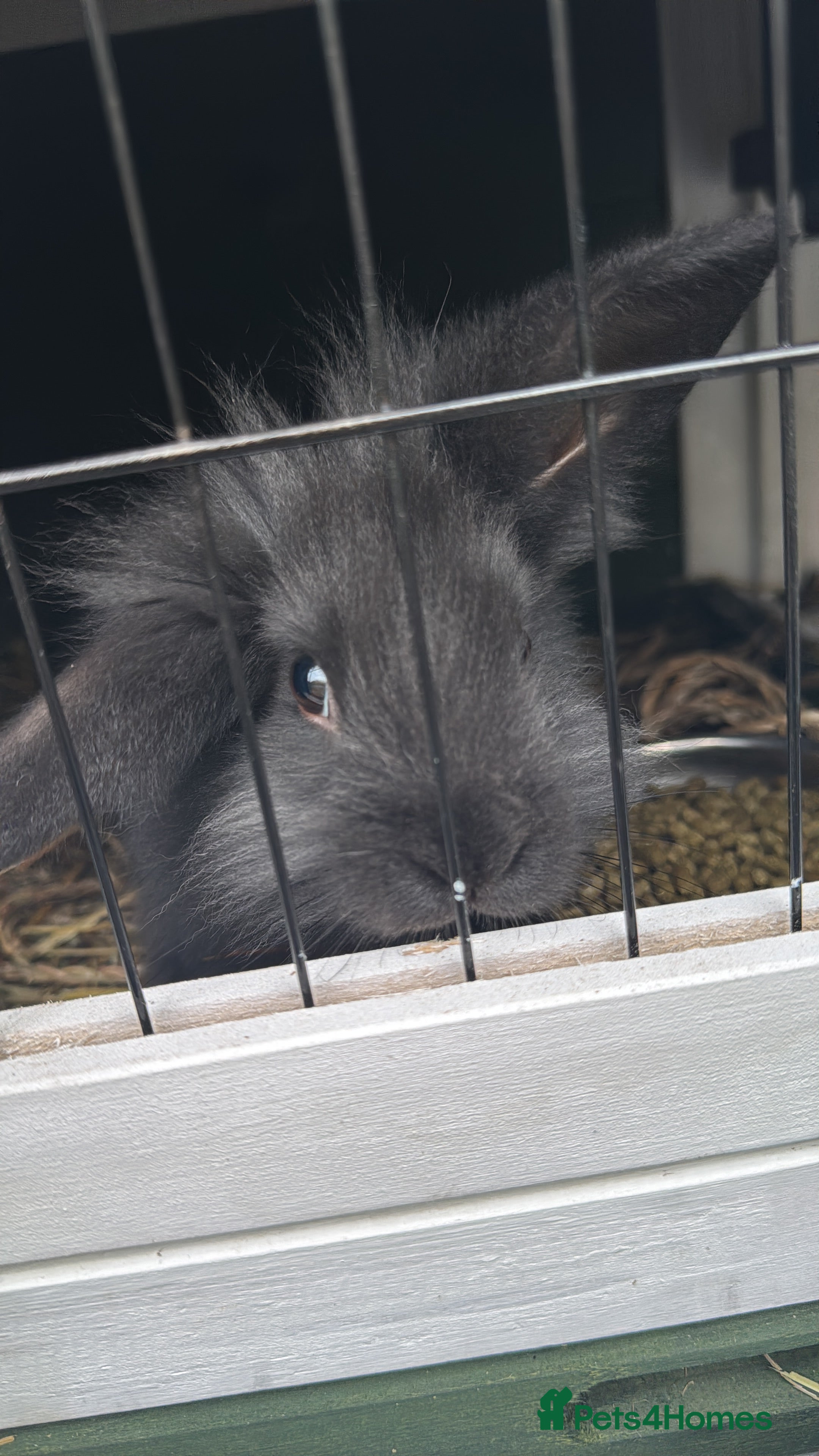 Lionhead rabbits Charcoal Grey Lionhead Bunny  - Advert 2