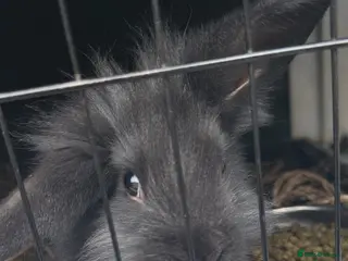 Lionhead rabbits Charcoal Grey Lionhead Bunny - Advert 2