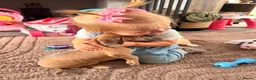 Miniature Dachshund dogs for sale: Isabella miniature Dachshund - Advert 21