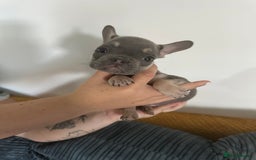 French Bulldog dogs for sale: French Bulldog Fur Babies  - Image 8