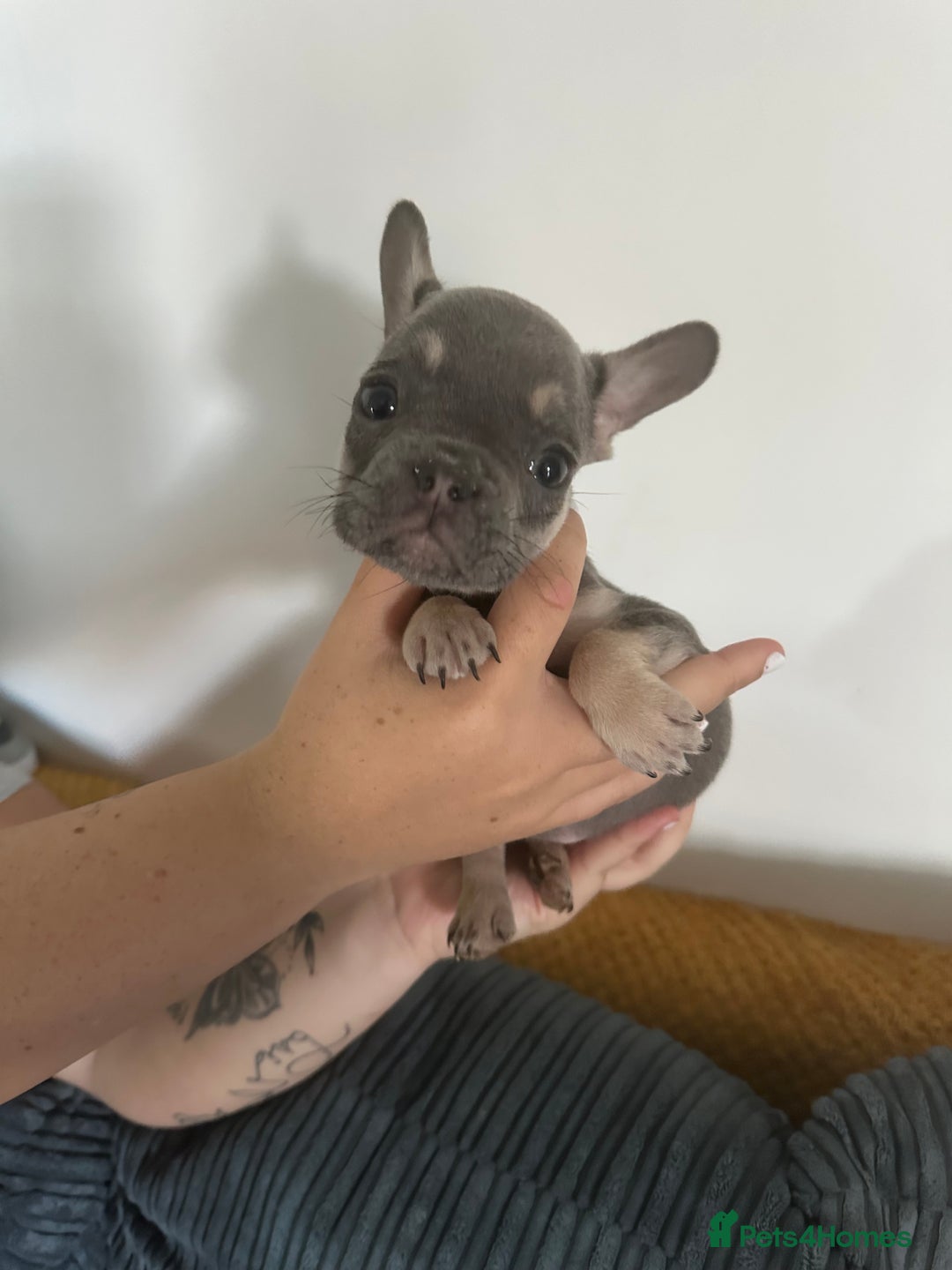 French Bulldog dogs for sale: French Bulldog Fur Babies  - Image 8