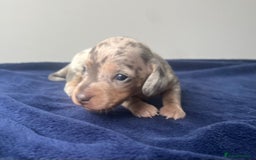 Miniature Dachshund dogs for sale: STUNNING KC REG MINIATURE DAPPLE DACHSHUNDS  - Image 18