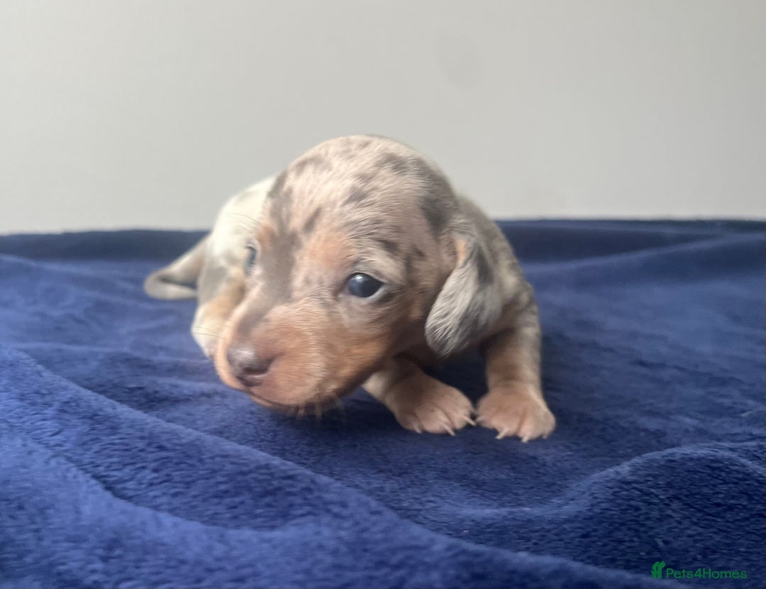 Miniature Dachshund dogs for sale: STUNNING KC REG MINIATURE DAPPLE DACHSHUNDS  - Image 18