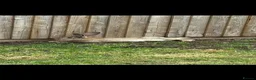 Continental Giant rabbits for sale: 2 x continental  Giant does for sale  - Advert 4