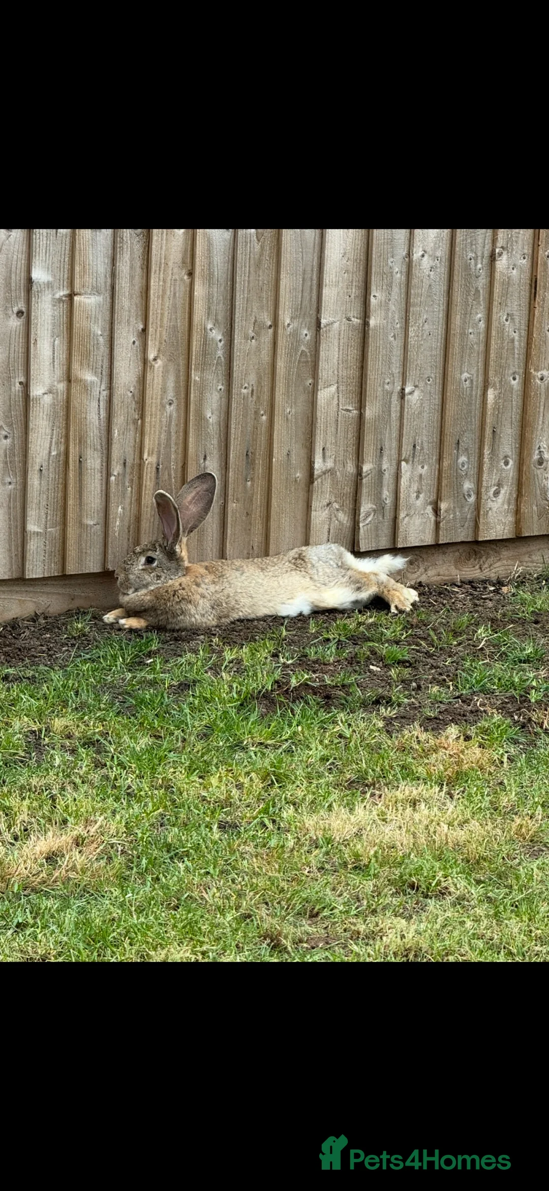 Continental Giant rabbits for sale: 2 x continental  Giant does for sale  - Advert 4
