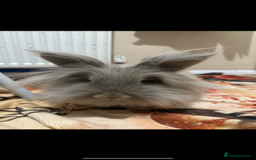 Lionhead rabbits for sale: Female Lion Mane Needs Good Home  - Advert 1