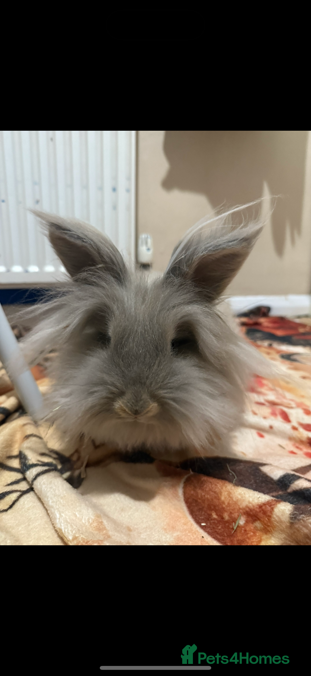 Lionhead rabbits for sale: Female Lion Mane Needs Good Home  - Advert 1