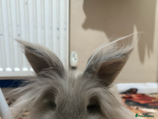 Lionhead rabbits Female Lion Mane Needs Good Home - Advert 2