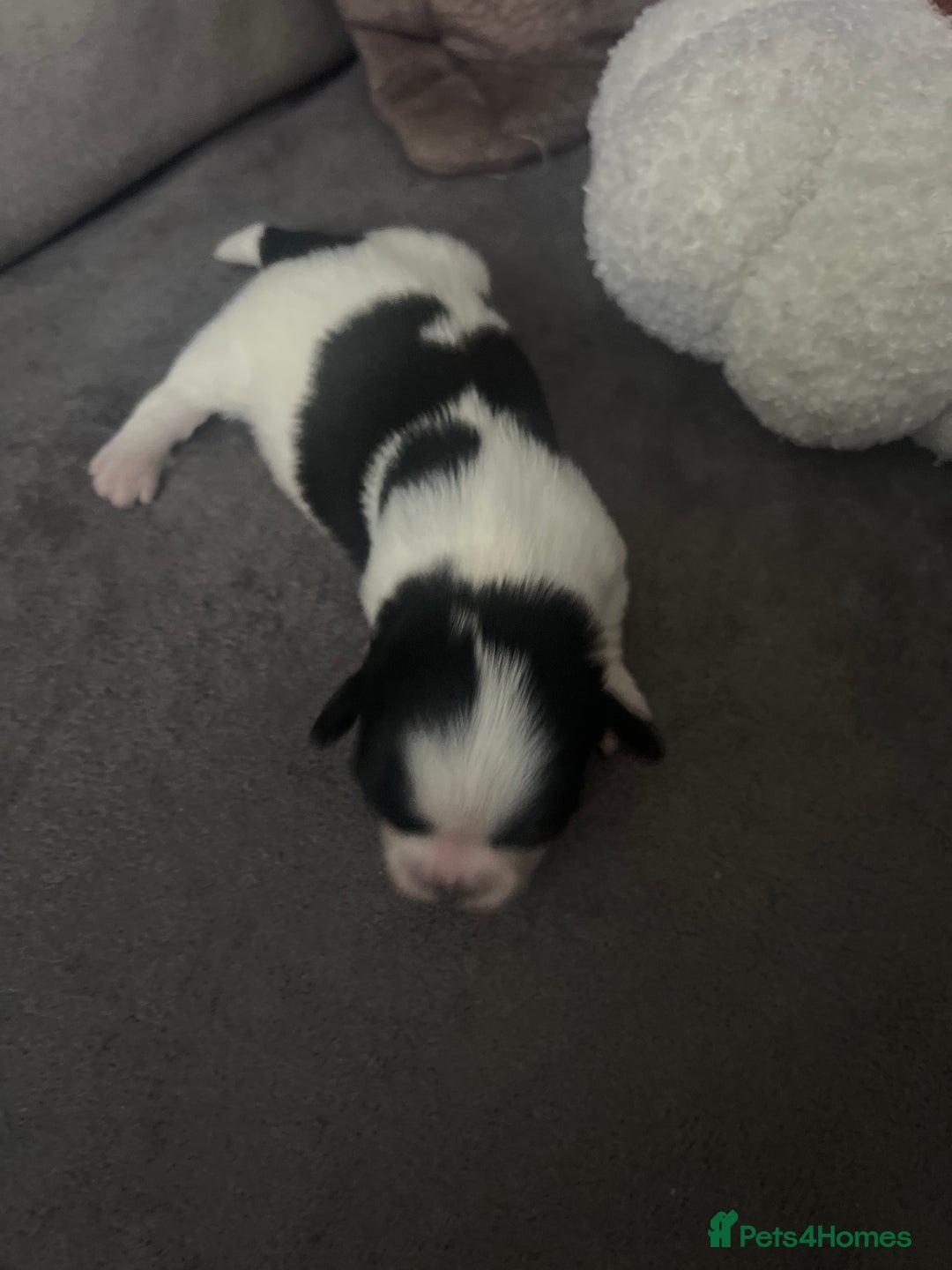 Shih Tzu dogs for sale: Shih tzu puppies  - Image 8